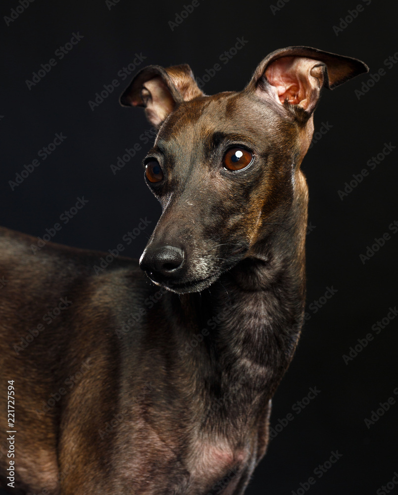 Italian greyhound Dog Isolated on Black Background in studio Italian greyhound Dog Isolated on Black Background in studio