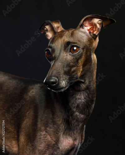 Italian greyhound Dog  Isolated  on Black Background in studio © TrapezaStudio