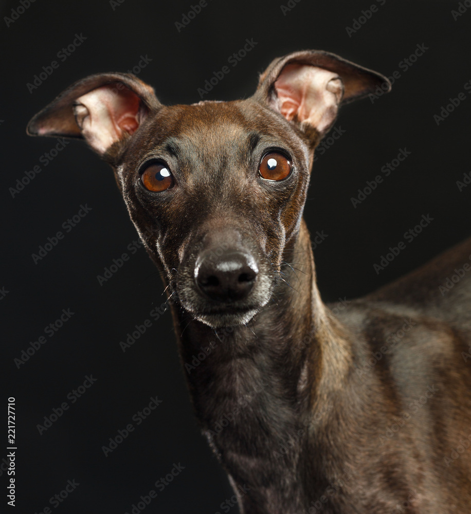 Italian greyhound Dog  Isolated  on Black Background in studio