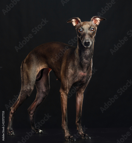 Italian greyhound Dog Isolated on Black Background in studio