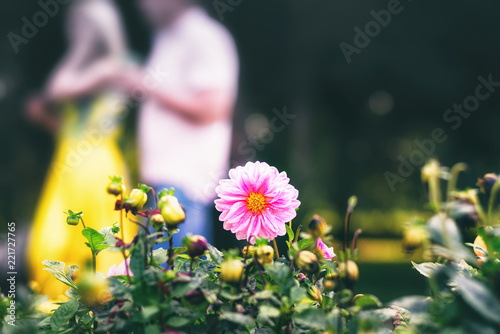 Fototapeta Naklejka Na Ścianę i Meble -  Flower Dahlia close-up outdoor with blurred background