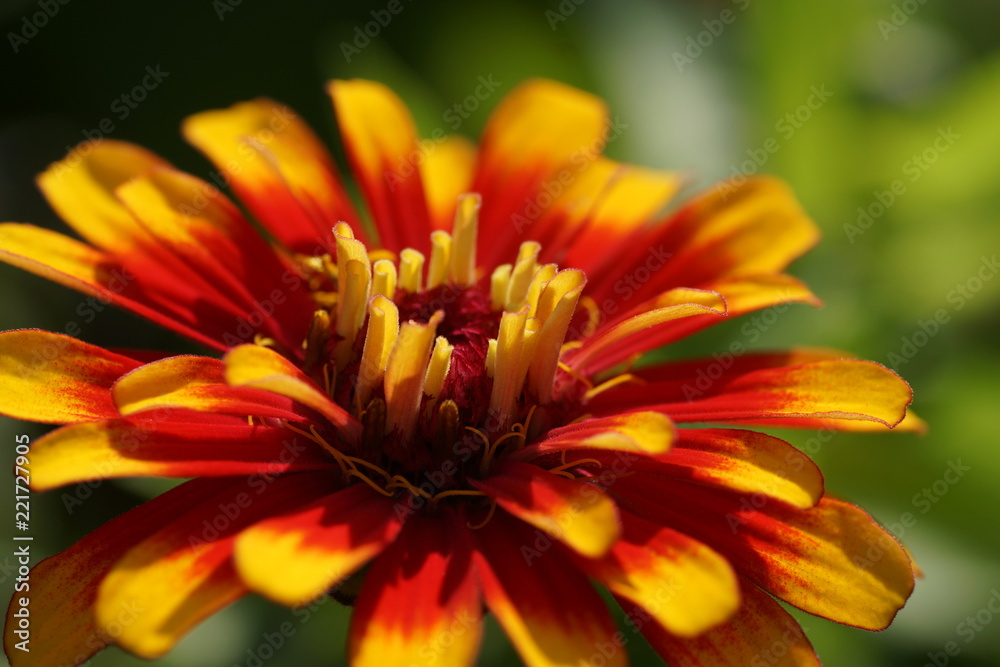 closeup of yellow-red flower