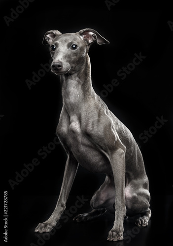Fotografie, Tablou Italian greyhound Dog  Isolated  on Black Background in studio