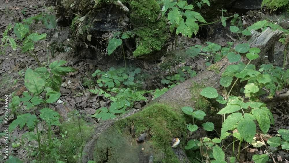 Old tree logs and roots covered with moss and spider webs in forest on summer day. Tilt up, 4K Old tree logs and roots covered with moss and spider webs in forest on summer day. Tilt up, 4K