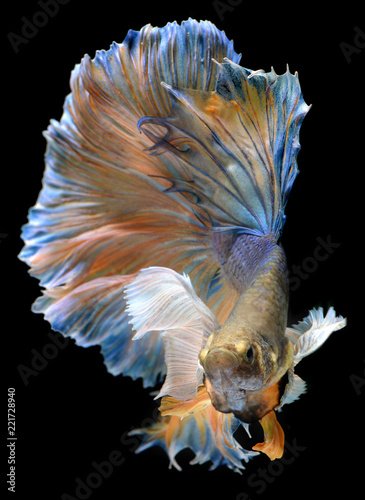 Colorful  waver of Betta Saimese fighting fish photo