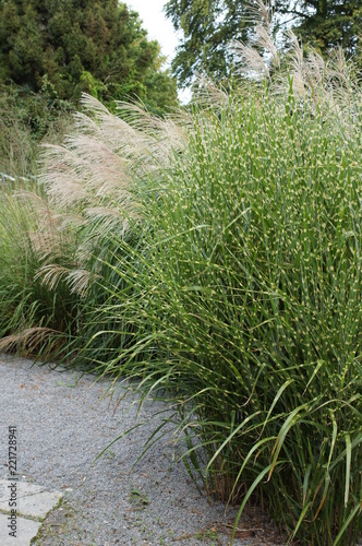 grass on the beach,grass, field, nature, green, plant, summer, meadow, agriculture, wheat, farm, spring, landscape, growth, lawn, rice, sky, natural, crop, grain, fresh, grow, herb, rura