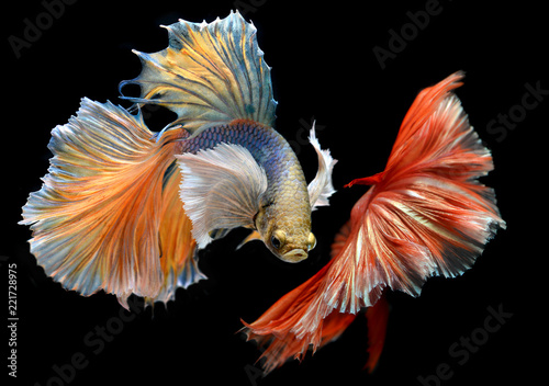 Golden red Colorful waver of Betta Saimese fighting fish