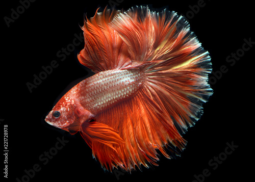 Golden red Colorful waver of Betta