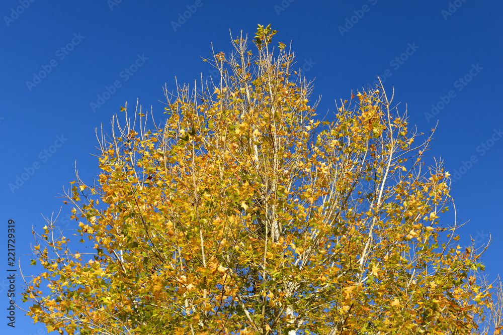 Fototapeta premium maple tree with blue sky