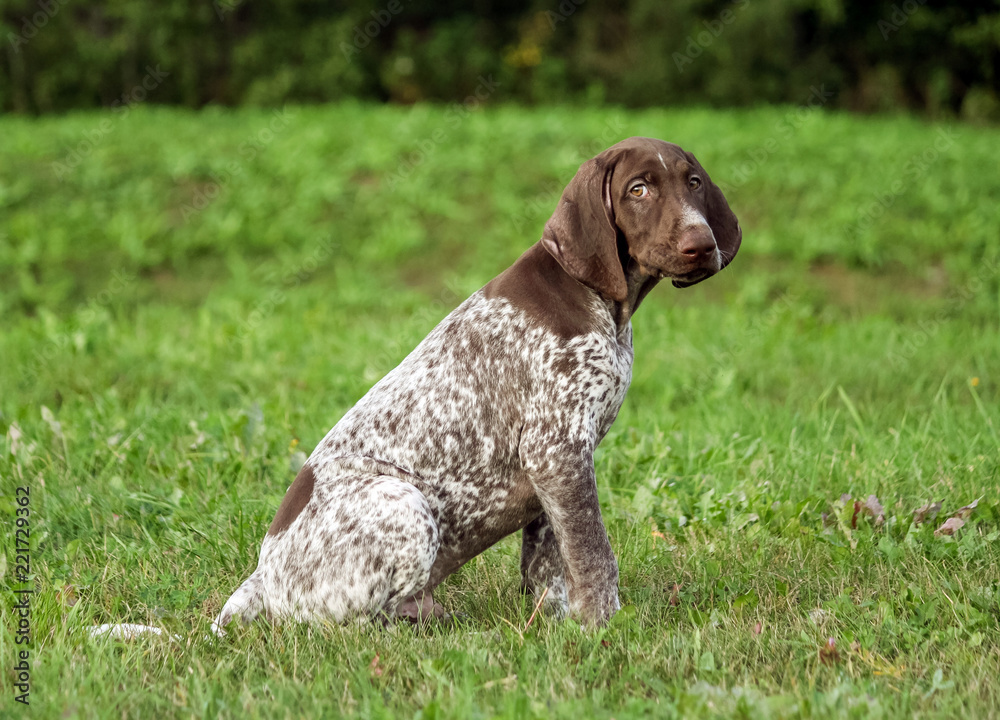 german shorthaired pointer, german kurtshaar one spotted puppy sit on the green grass outside, brown ears and white in the spot coloring, intelligent eyes look into the camera