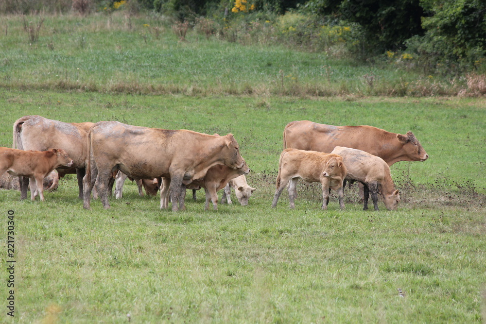 Light brown colored cows gathering in a small pasture at the end of summer.
Light brown colored cows gathering in a small pasture at the end of summer.