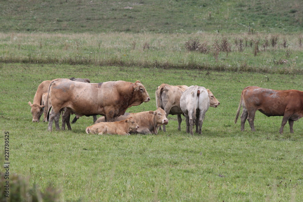 Light brown colored cows gathering in a small pasture at the end of summer.


