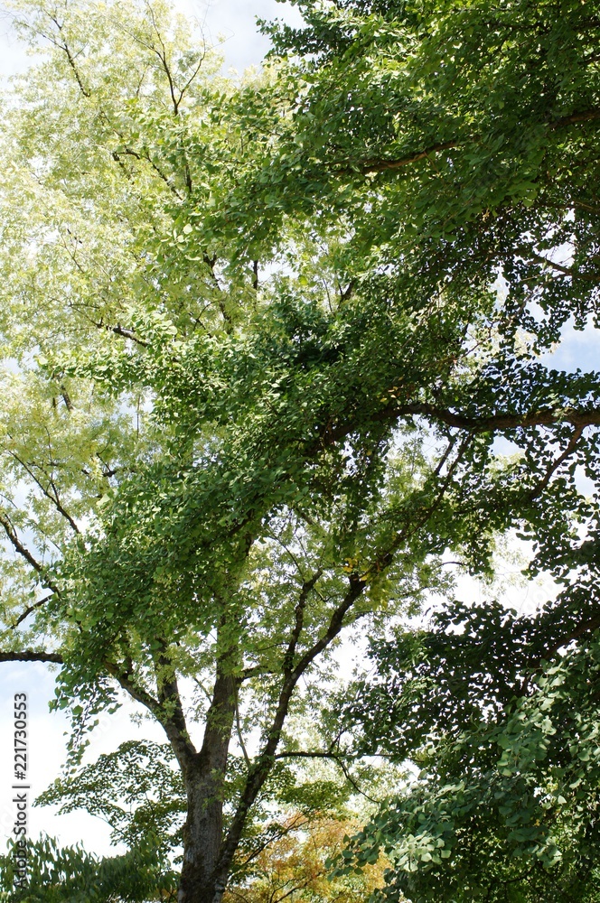 Obraz premium Birch in the evening,birch in the evenning, birke, nature, green, trees, sky, leaves, summer, leaf, foliage, spring, wood, branches, branch, park, sunlight, woods, natural, landscape, 