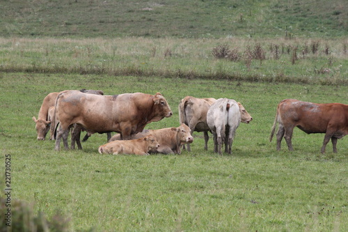 Fototapeta Naklejka Na Ścianę i Meble -  Light brown colored cows gathering in a small pasture at the end of summer.


