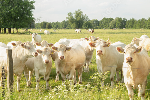 herd of charolais beef photo