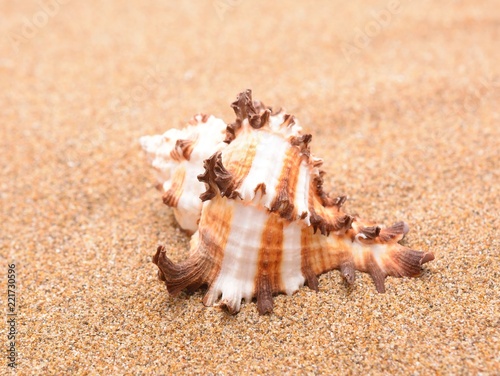 Seashells on a sandy background