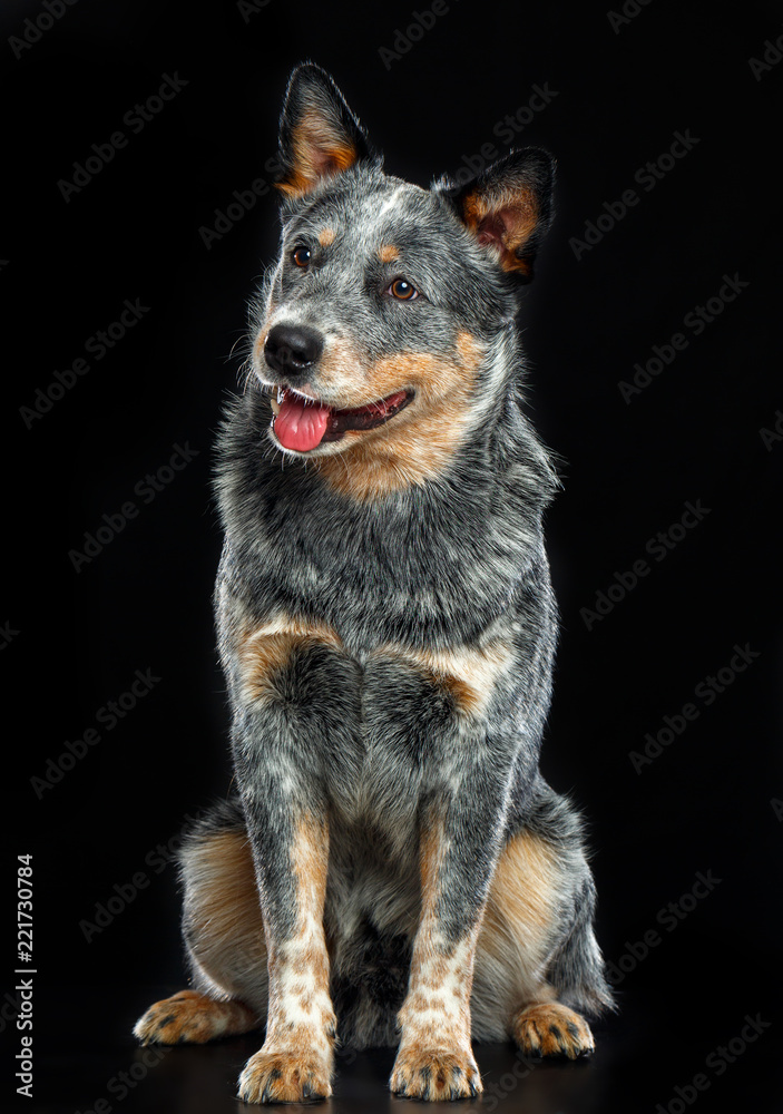 Australian Cattle Dog, Blue Heeler Dog Isolated on Black Background in studio Australian Cattle Dog, Blue Heeler Dog Isolated on Black Background in studio
