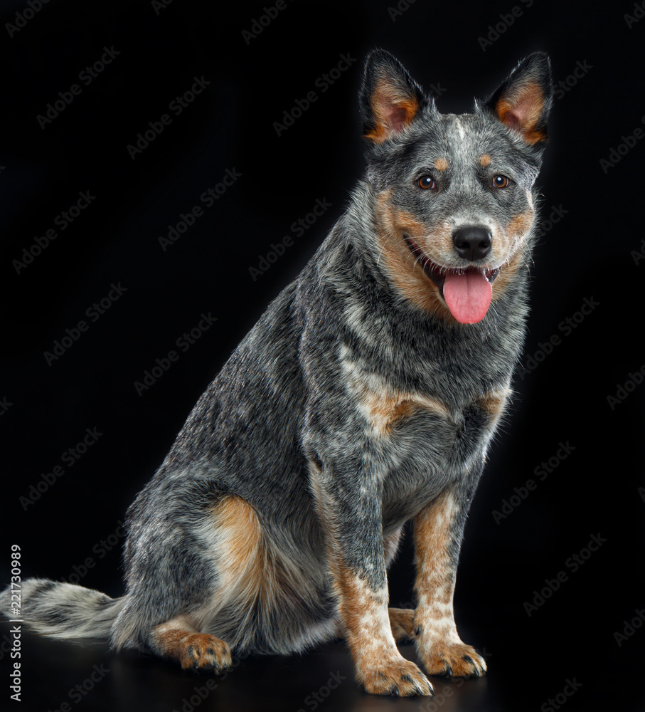 Australian Cattle Dog, Blue Heeler Dog Isolated on Black Background in studio Australian Cattle Dog, Blue Heeler Dog Isolated on Black Background in studio