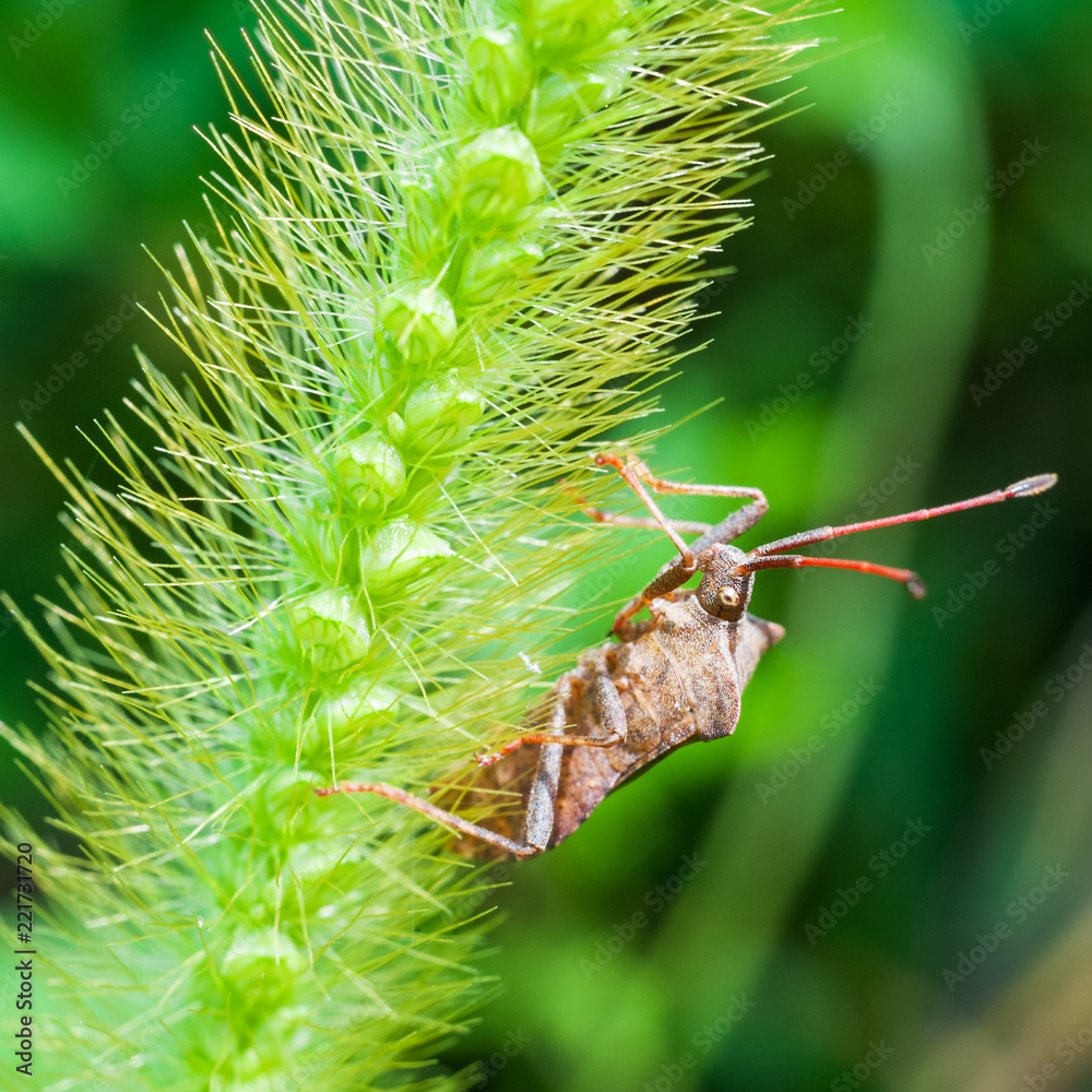 Naklejka premium Wanze auf einem Grashalm