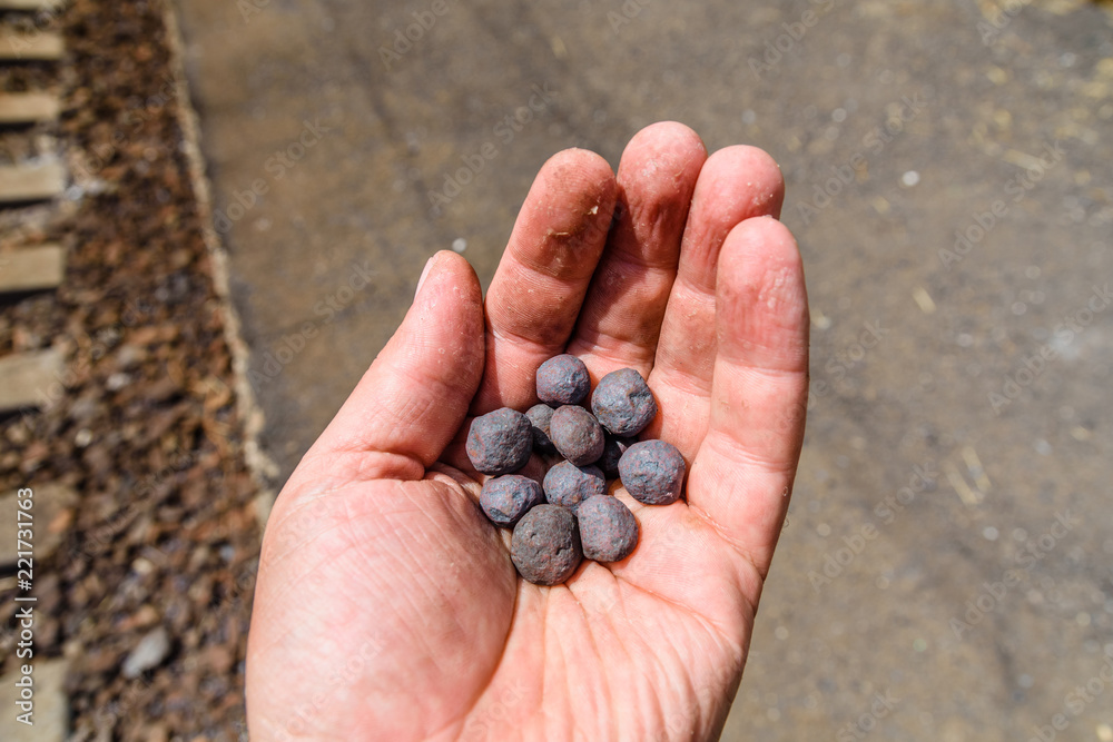 Iron ore taconite pellets in a worker hand Iron ore taconite pellets in a worker hand