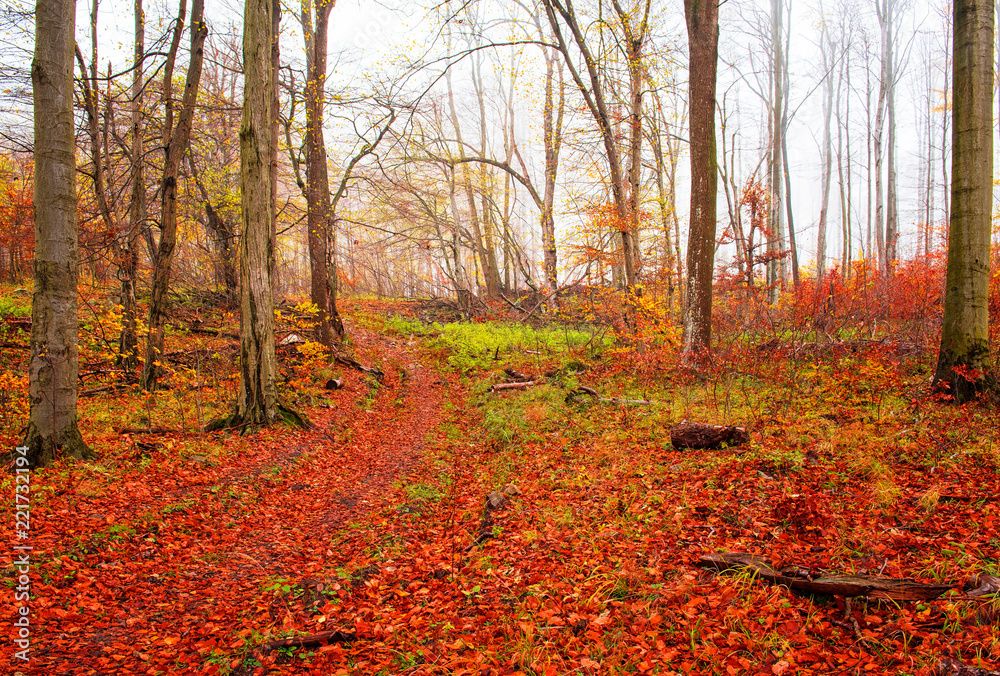 Naklejka premium Nice autumnal scene in the forest