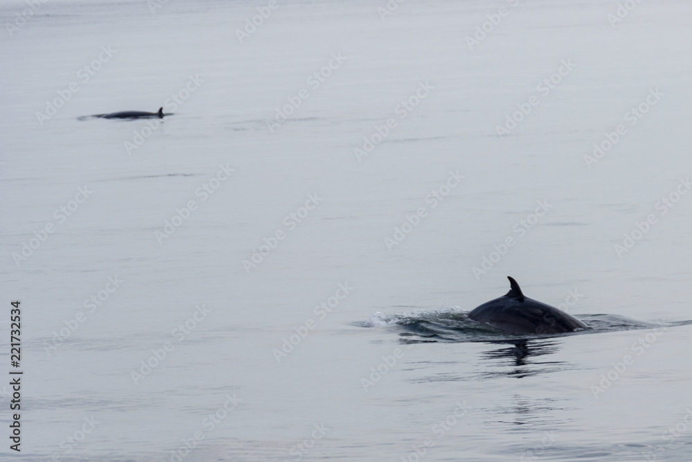 Fototapeta premium Whale watching in Tadoussac
