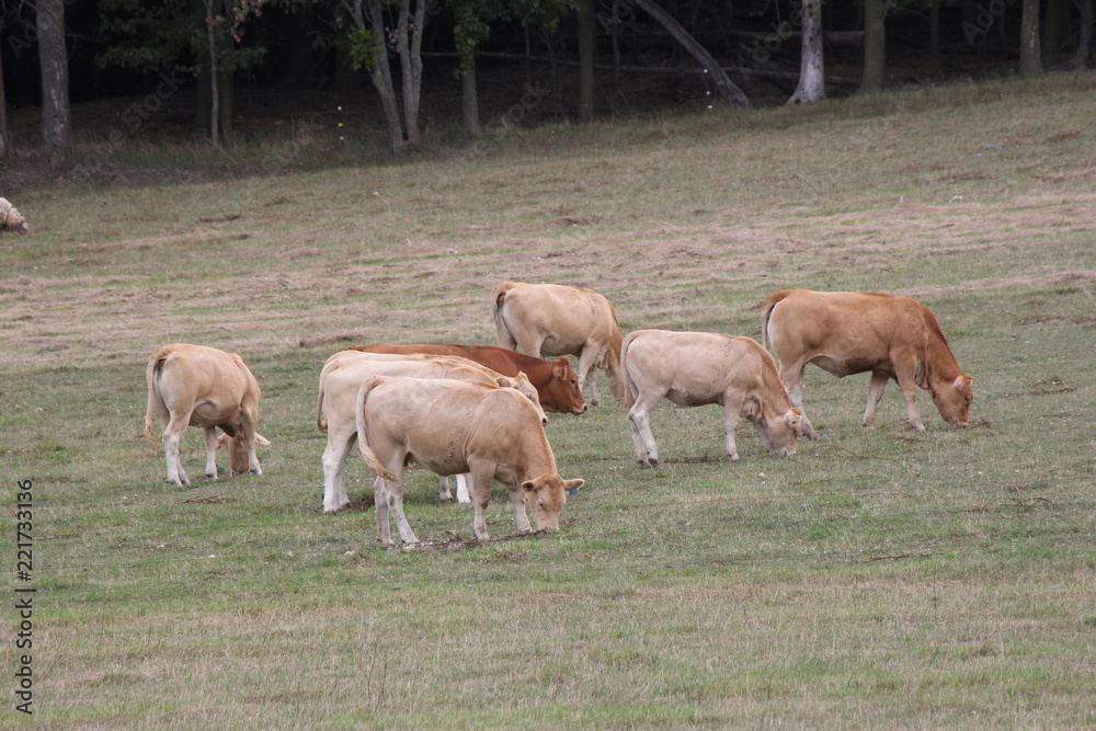 Light brown colored cows gathering in a small pasture at the end of summer.

