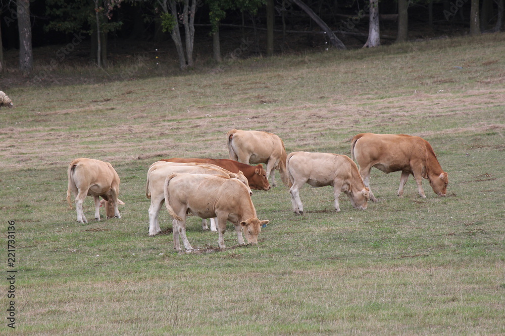 Light brown colored cows gathering in a small pasture at the end of summer.
Light brown colored cows gathering in a small pasture at the end of summer.