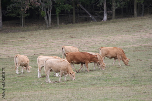 Light brown colored cows gathering in a small pasture at the end of summer.