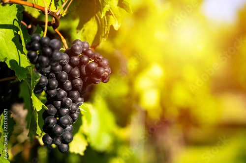 Detail view of vineyard with ripe grapes. Fresh home-grown grapes ready for harvest. Golden evening light. Shallow depth of field.