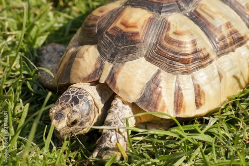 African Spurred Tortoise (Geochelone sulcata) in the grass