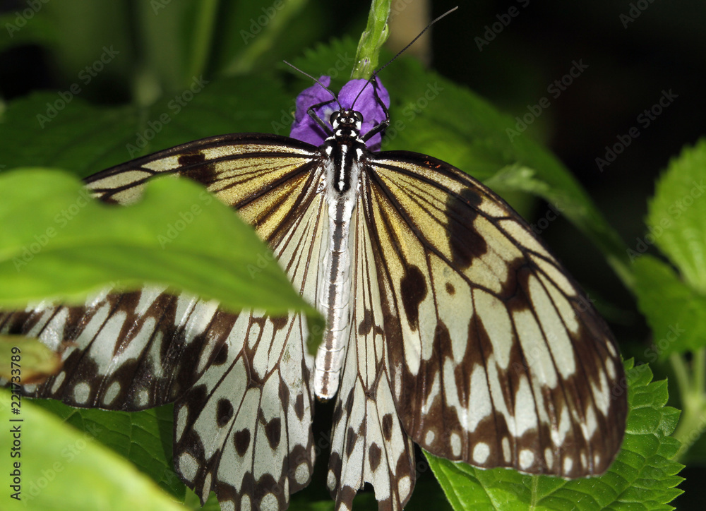 Obraz premium Tree Nympj Butterfly