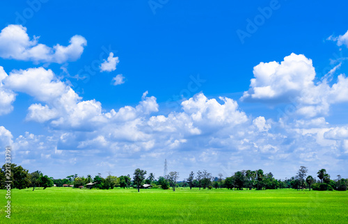 Bright blue sky and cloud with meadow tree and green rice fields © NOOMUBON PHOTO