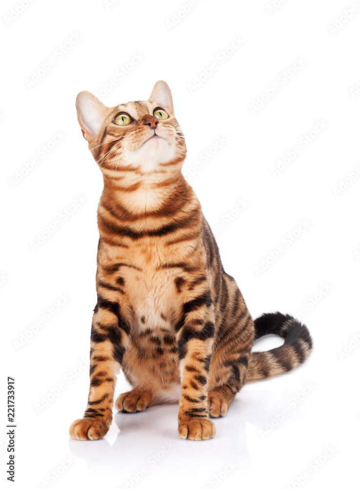 Fototapeta premium Bengal cat looking up