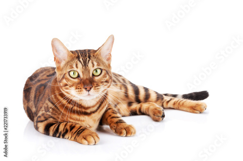 Fototapeta Naklejka Na Ścianę i Meble -  Bengal cat