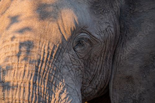 Elephants up close in Zambezi National Reserve, Zimbabwe