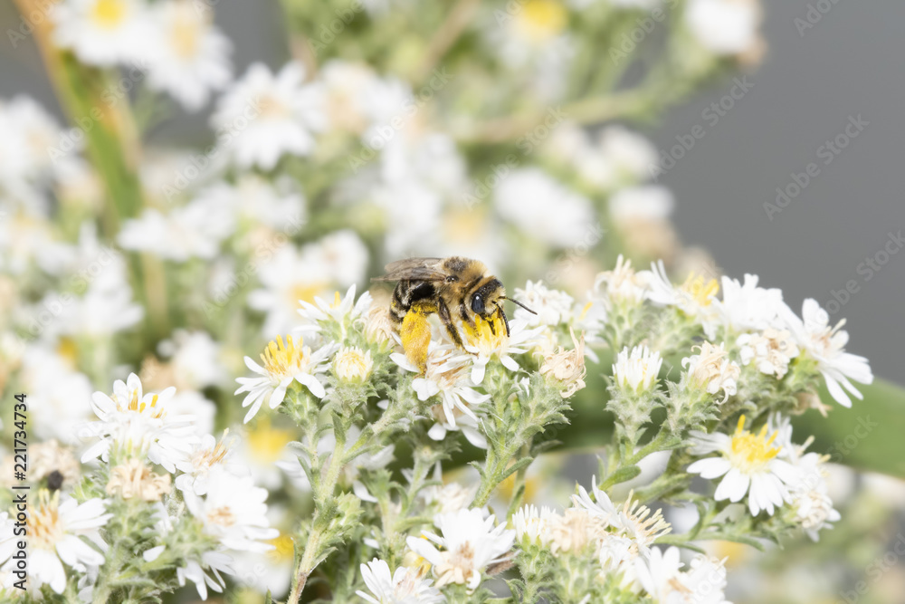 Long-horned Bee (Melissodes) Collecting Pollen on White Wildflowers in Colorado Long-horned Bee (Melissodes) Collecting Pollen on White Wildflowers in Colorado