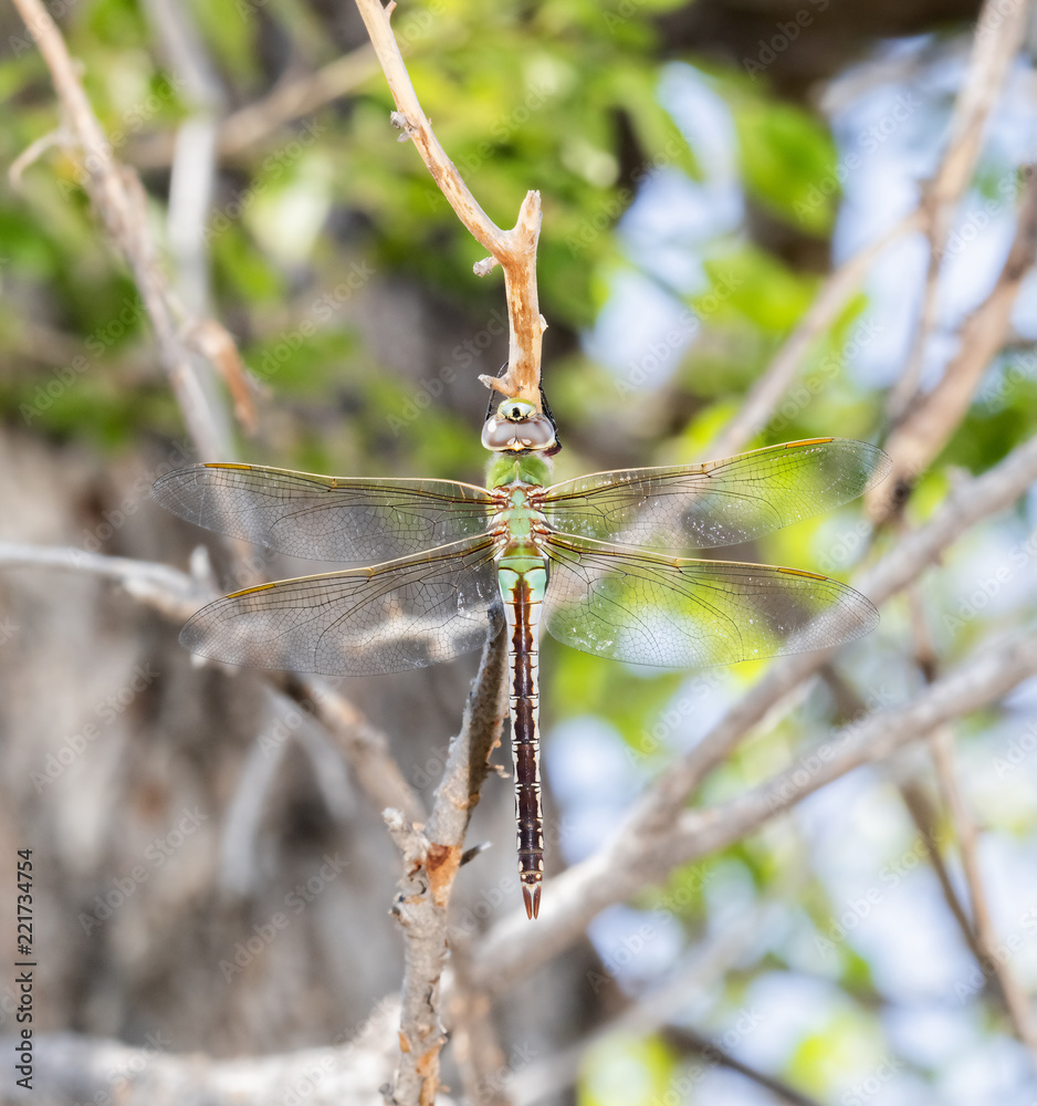 Macro of a Common Green Darner (Anax junius) Hanging from a Tree Branch During Migration in Eastern Colorado Macro of a Common Green Darner (Anax junius) Hanging from a Tree Branch During Migration in Eastern Colorado