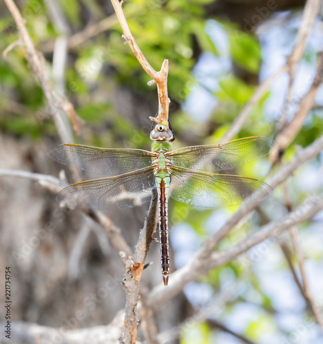 Macro of a Common Green Darner (Anax junius) Hanging from a Tree Branch During Migration in Eastern Colorado