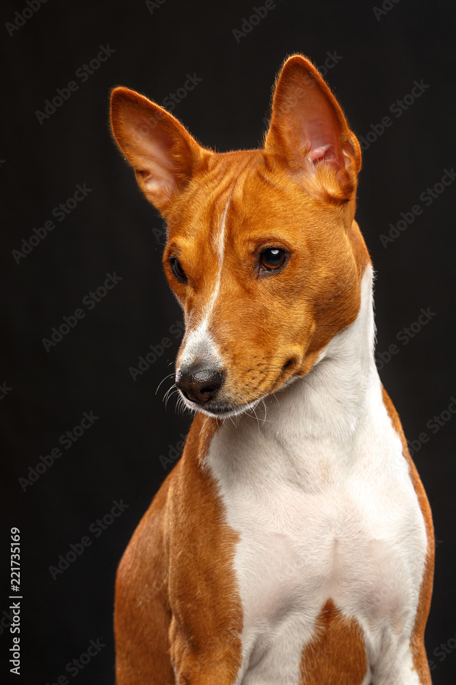 Basenji Dog on Isolated Black Background in studio Basenji Dog on Isolated Black Background in studio