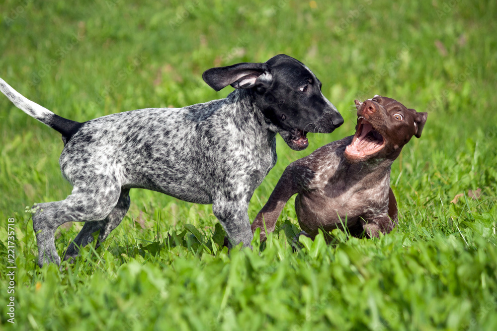 german shorthaired pointer, kurtshaar two spotted little puppy, black and brown in a white spot, playing on the grass together, funny muzzles, sunny day, bright photo german shorthaired pointer, kurtshaar two spotted little puppy, black and brown in a white spot, playing on the grass together, funny muzzles, sunny day, bright photo