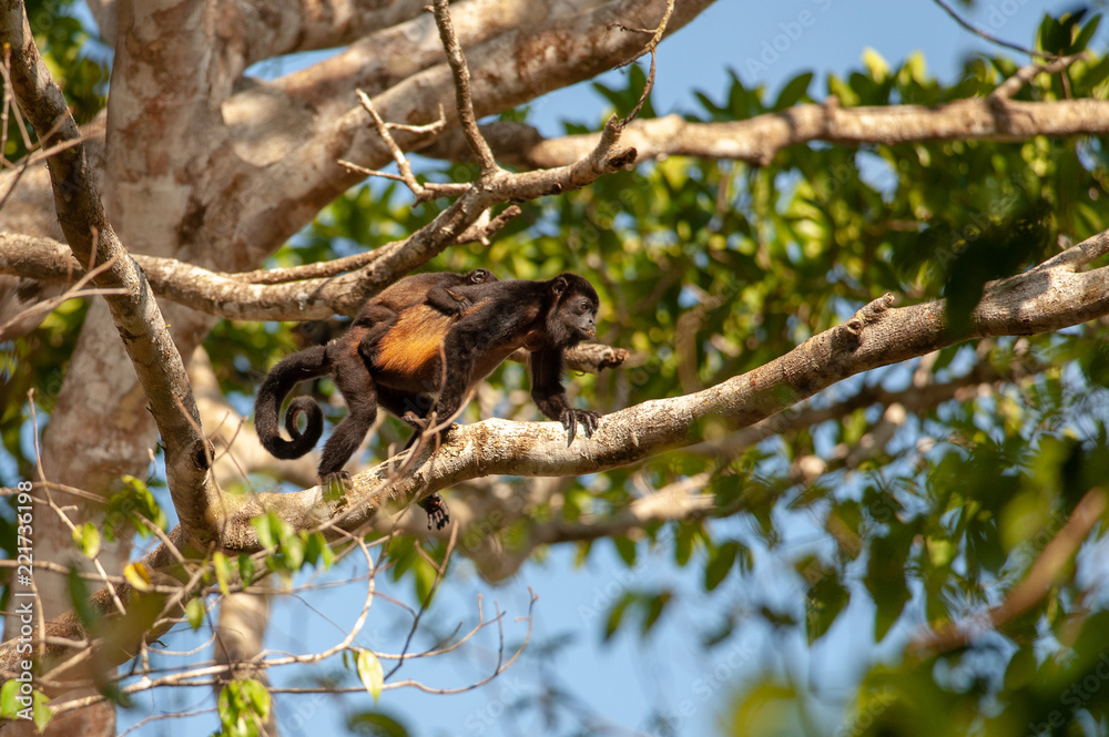 Mantled howler monkey (Alouatta palliata) in Corcovado National Park, Costa Rica