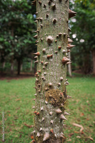 Ceiba tree in tropical garden in Costa Rica photo