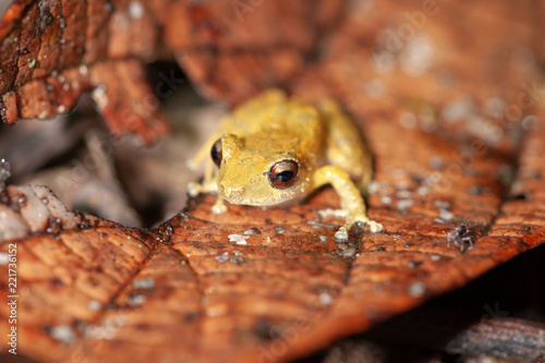 Rain frog (Eleutherodactylus sp.) in tropical rainforest, Costa Rica photo