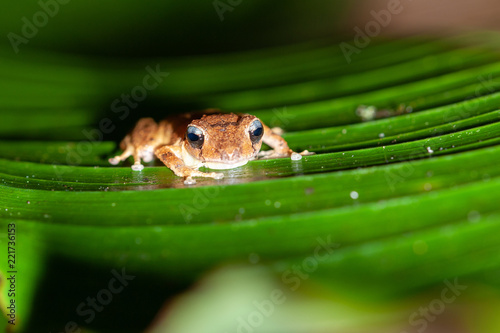 Rain frog (Eleutherodactylus sp.) on a leaf in tropical rainforest, Costa Rica photo