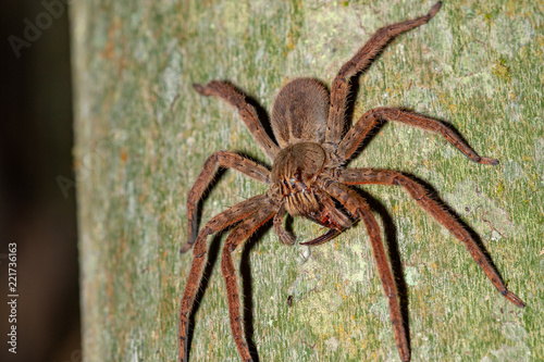 Wandering spider (Cupiennius sp.) feeding on cockroach, Costa Rica