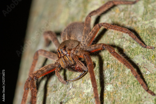 Wandering spider (Cupiennius coccineus) feeding on cockroach, Costa Rica