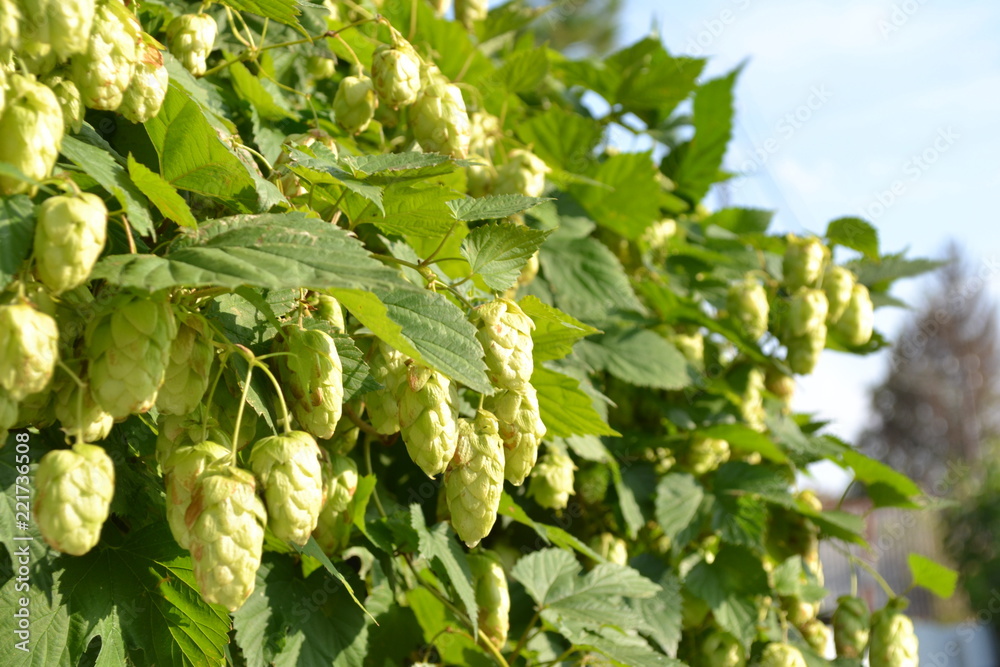 branch of hops on a background branch of hops on a background