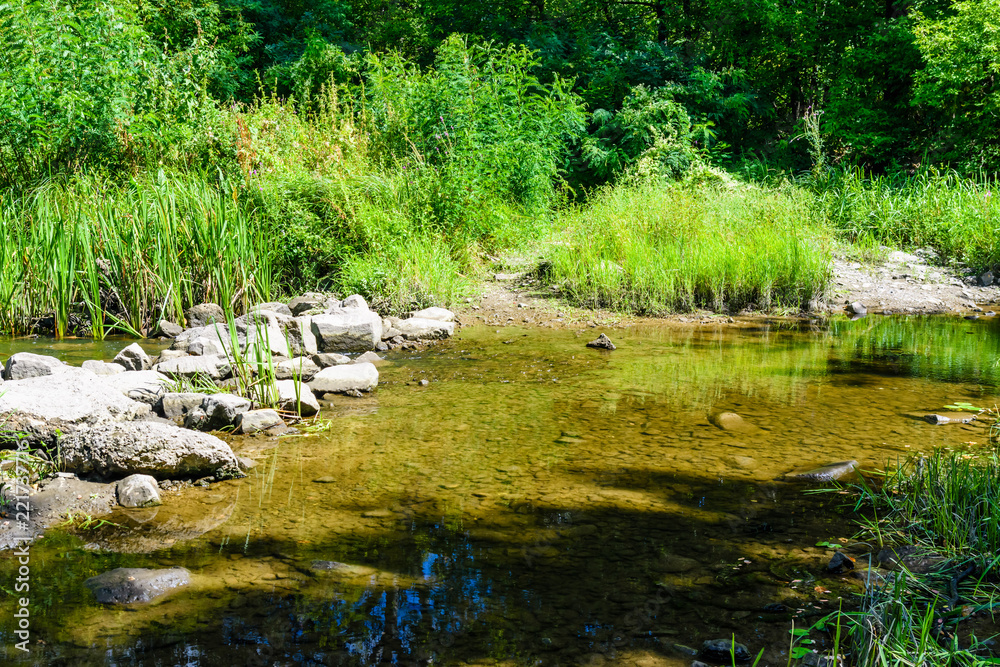 Small river in a forest on summer