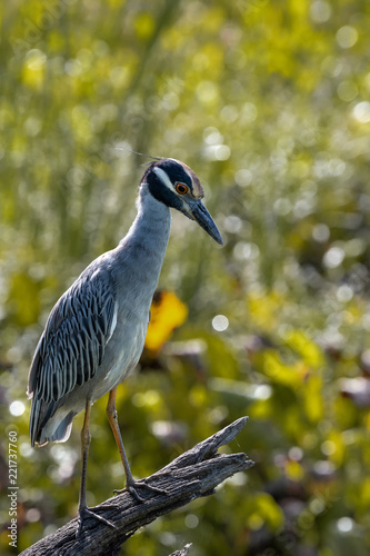 Yellow Crown Night Heron